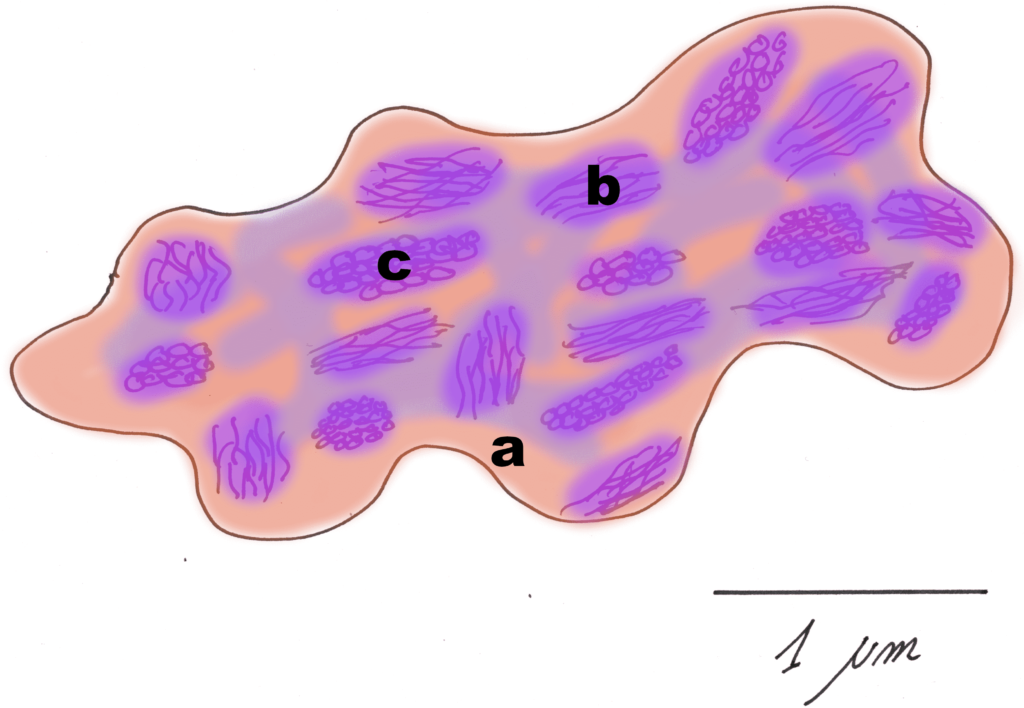 biofilm petite or goldsnoop