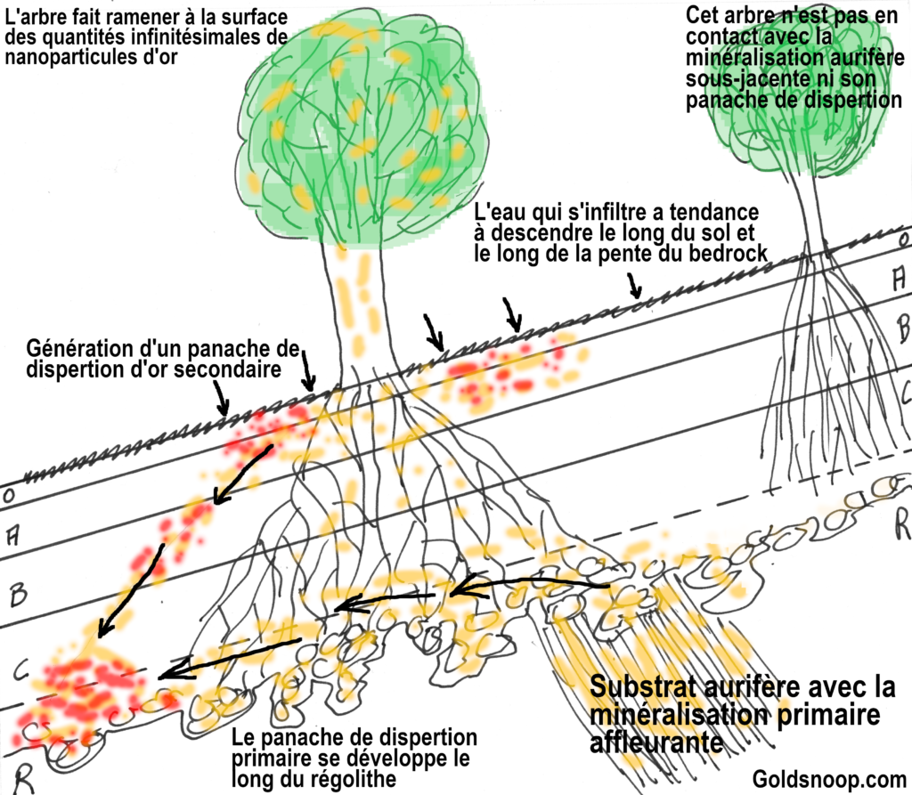cycle biogenique or formation des pepites or goldsnoopbacteries archees champignons micro organismes arbres 1