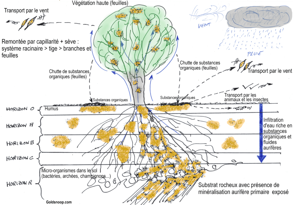 cycle de l or cycle biogenique or goldsnoop bacteries archees champignons micro organismes arbres
